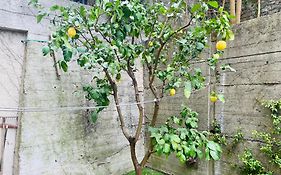 Lemon Tree Resort - Freeparking - Garden